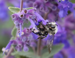 Plettet sørgebi - Melecta albifrons - Hun, , Fotograf Claus Bach.
