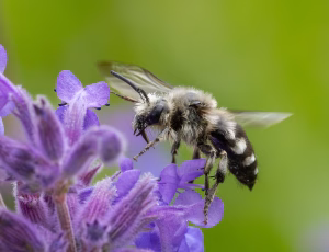 Plettet sørgebi - Melecta albifrons - Hun, , Fotograf Claus Bach.