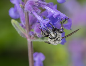 Plettet sørgebi - Melecta albifrons - Hun, , Fotograf Claus Bach.