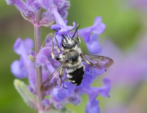 Plettet sørgebi - Melecta albifrons - Hun, , Fotograf Claus Bach.