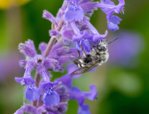 Plettet sørgebi - Melecta albifrons - Hun, , Fotograf Claus Bach.