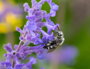 Plettet sørgebi - Melecta albifrons - Hun, , Fotograf Claus Bach.