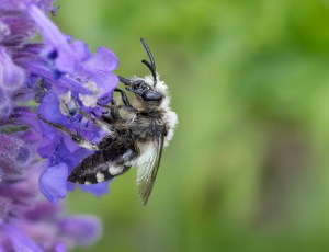Plettet sørgebi - Melecta albifrons - Hun, , Fotograf Claus Bach.