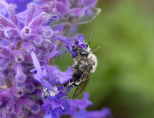 Plettet sørgebi - Melecta albifrons - Hun, , Fotograf Claus Bach.