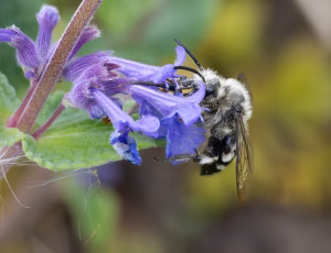 Plettet sørgebi - Melecta albifrons - Hun, , Fotograf Claus Bach.