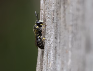 Hedemaskebi - Hylaeus incongruus - Han, , Fotograf Claus Bach.
