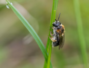 Havejordbi - Andrena haemorrhoa - Hun, , Fotograf Claus Bach.