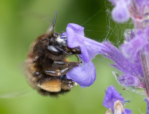 Forårsvægbi - Anthophora plumipes - Hun, , Fotograf Claus Bach.