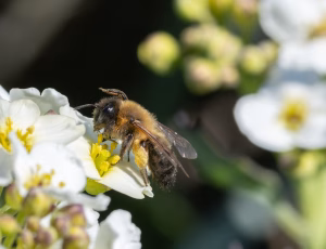 Sortbrun jordbi - Andrena nigroaenea - Hun, , Fotograf Claus Bach.