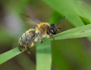 Bredrandet jordbi - Andrena synadelpha - Hun, , Fotograf Claus Bach.