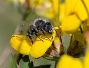 Guldmurerbi - Osmia aurulenta - Han, , Fotograf Claus Bach.