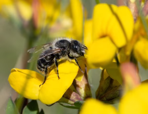 Guldmurerbi - Osmia aurulenta - Han, , Fotograf Claus Bach.