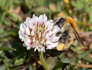Moshumle - Bombus muscorum, , Fotograf Claus Bach.