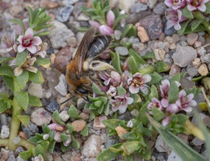 Sandjordbi - Andrena barbilabris - Hun, , Fotograf Claus Bach.