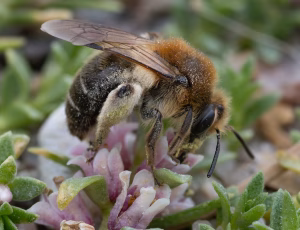 Sandjordbi - Andrena barbilabris - Hun, , Fotograf Claus Bach.