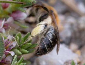 Sandjordbi - Andrena barbilabris - Hun, , Fotograf Claus Bach.