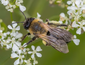 Glinsende jordbi - Andrena nitida - Hun, , Fotograf Claus Bach.