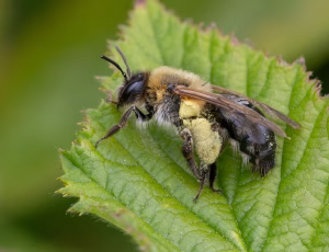 Glinsende jordbi - Andrena nitida - Hun, , Fotograf Claus Bach.