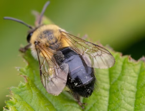 Glinsende jordbi - Andrena nitida - Hun, , Fotograf Claus Bach.