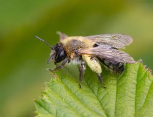 Glinsende jordbi - Andrena nitida - Hun, , Fotograf Claus Bach.