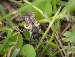 Glinsende jordbi - Andrena nitida - Hun, , Fotograf Claus Bach.