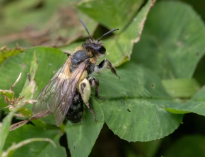 Glinsende jordbi - Andrena nitida - Hun, , Fotograf Claus Bach.