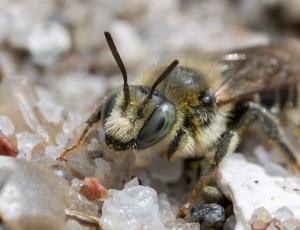 Gulsporet gnavebi - Hoplitis claviventris - Hun, , Fotograf Claus Bach.