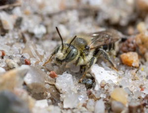 Gulsporet gnavebi - Hoplitis claviventris - Hun, , Fotograf Claus Bach.