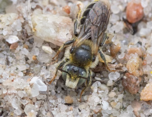 Gulsporet gnavebi - Hoplitis claviventris - Hun, , Fotograf Claus Bach.