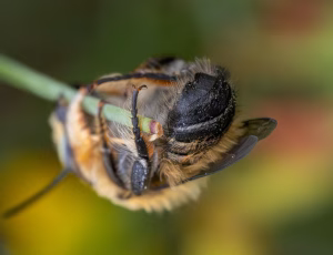 Træboende bladskærerbi - Megachile willughbiella - Han, , Fotograf Claus Bach.