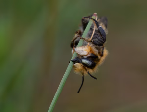 Træboende bladskærerbi - Megachile willughbiella - Han, , Fotograf Claus Bach.