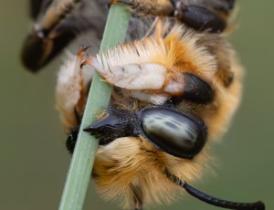 Træboende bladskærerbi - Megachile willughbiella - Han, , Fotograf Claus Bach.