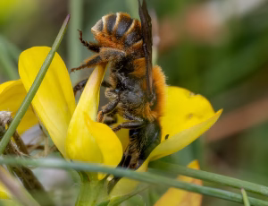 Guldmurerbi - Osmia aurulenta - Hun, , Fotograf Claus Bach.