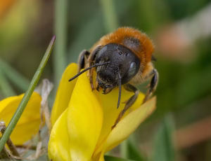 Guldmurerbi - Osmia aurulenta - Hun, , Fotograf Claus Bach.