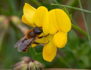 Guldmurerbi - Osmia aurulenta - Hun, , Fotograf Claus Bach.