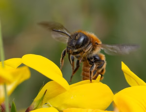Guldmurerbi - Osmia aurulenta - Hun, , Fotograf Claus Bach.