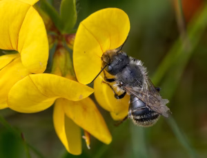 Guldmurerbi - Osmia aurulenta - Han, , Fotograf Claus Bach.