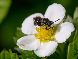 Hedemaskebi - Hylaeus incongruus - Han, , Fotograf Claus Bach.