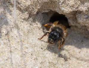 Rød murerbi - Osmia bicornis - Hun, , Fotograf Claus Bach.