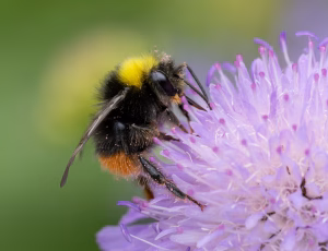 Lille skovhumle - Bombus pratorum - Han, , Fotograf Claus Bach.