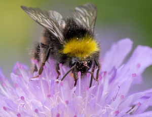Lille skovhumle - Bombus pratorum - Han, , Fotograf Claus Bach.