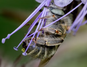 Havevægbi - Anthophora quadrimaculata - Hun, , Fotograf Claus Bach.