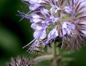Havevægbi - Anthophora quadrimaculata - Hun, , Fotograf Claus Bach.