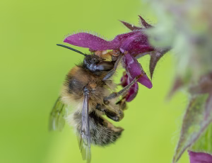 Galtetandvægbi - Anthophora furcata - Han, , Fotograf Claus Bach.