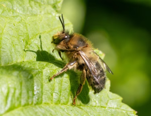 Galtetandvægbi - Anthophora furcata - Han, , Fotograf Claus Bach.