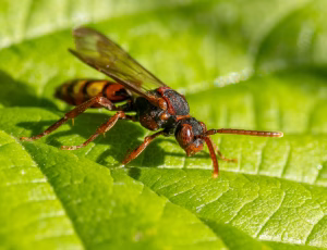 Parkhvepsebi - Nomada panzeri - Hun, , Fotograf Claus Bach.