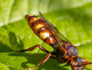 Parkhvepsebi - Nomada panzeri - Hun, , Fotograf Claus Bach.