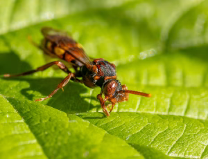 Parkhvepsebi - Nomada panzeri - Hun, , Fotograf Claus Bach.