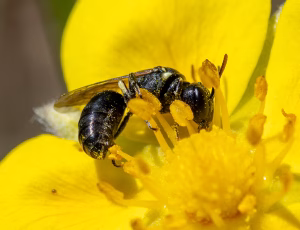 Perlemaskebi - Hylaeus dilatatus - Hun, , Fotograf Claus Bach.