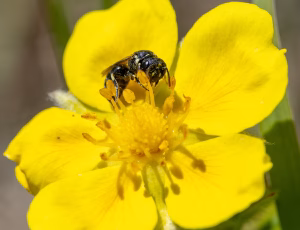 Perlemaskebi - Hylaeus dilatatus - Hun, , Fotograf Claus Bach.